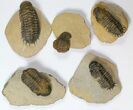 Lot: Assorted Devonian Trilobites - Pieces #119922-1
